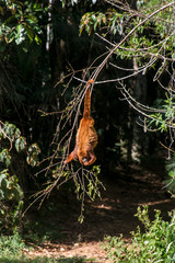 Howler monkey photographed in Santa Maria de Jetiba, Espirito Santo. Southeast of Brazil. Atlantic Forest Biome. Picture made in 2016.