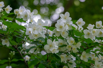Philadelphus coronarius sweet mock-orange white flowers in bloom on shrub branches, flowering English dogwood ornamental plant