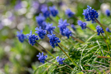 Muscari armeniacum flowering plant, blue spring bulbous grape hyacinth flowers in bloom in the garden