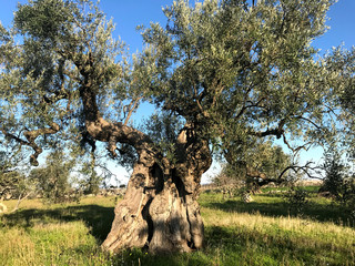 Secular olive trees in Puglia