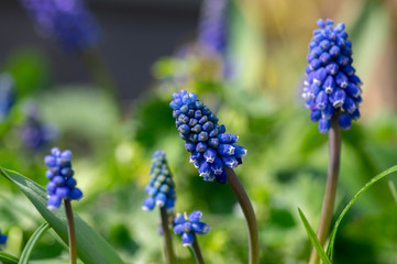 Muscari armeniacum flowering plant, blue spring bulbous grape hyacinth flowers in bloom in the garden