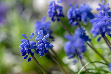 Muscari armeniacum flowering plant, blue spring bulbous grape hyacinth flowers in bloom in the garden