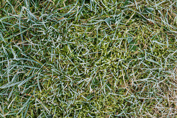 frosted ground in the garden
