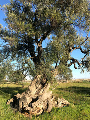 Secular olive trees in Puglia