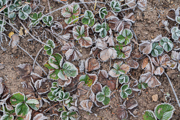 strawberries plants in the winter garden