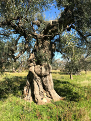 Secular olive trees in Puglia