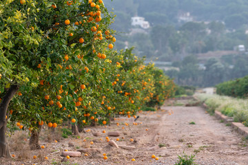 Accumulation orange field