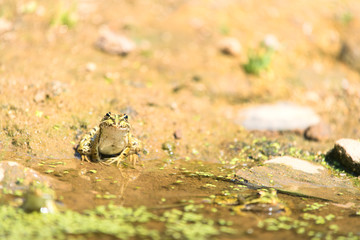 green frog near water