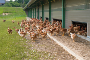Free range chickens © Ivonne Wierink