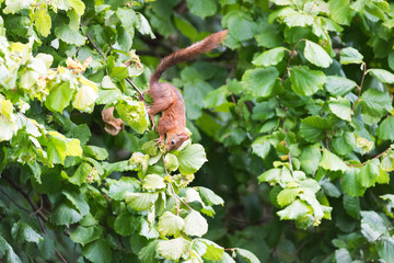 Squirrel in hazelnut tree