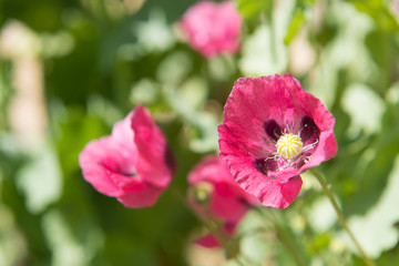 Fototapeta premium Pink poppies in sunlight