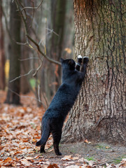 Fluffy black cat with white spots sharpens its claws on a tree in park. Stray animal in forest.