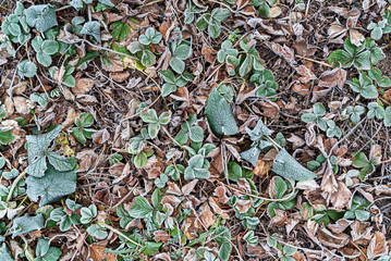 strawberries plants in the winter garden
