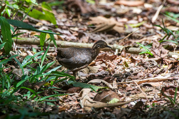 Brown tinamou Juvenile photographed in Santa Maria de Jetiba, Espirito Santo. Southeast of Brazil. Atlantic Forest Biome. Picture made in 2016.