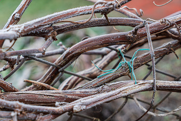 vine in the winter garden