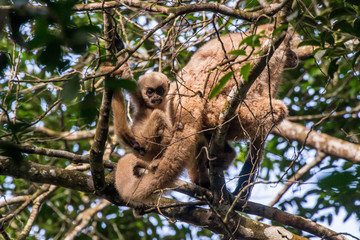 Northern muriqui photographed in Santa Maria de Jetiba, Espirito Santo. Southeast of Brazil. Atlantic Forest Biome. Picture made in 2016.