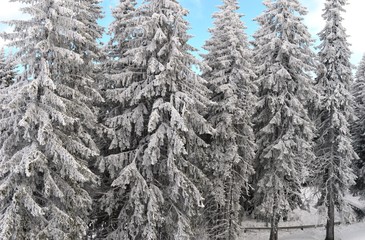 fir trees under the snow
