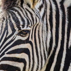 Fototapeta na wymiar Abstract background of the close up of a zebra face in square composition