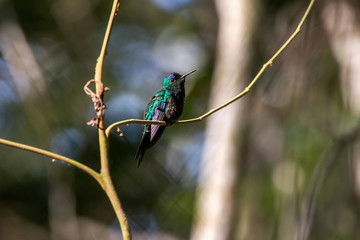 Violet capped Woodnymph photographed in Santa Maria de Jetiba, Espirito Santo. Southeast of Brazil. Atlantic Forest Biome. Picture made in 2016.