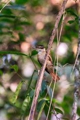 White collared Foliage gleaner photographed in Santa Maria de Jetiba, Espirito Santo. Southeast of Brazil. Atlantic Forest Biome. Picture made in 2016.