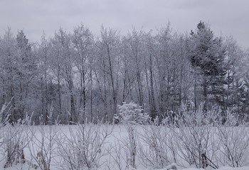  beautiful winter landscape with ice-covered trees