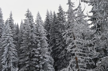 Obraz premium mountain landscape in winter on snow