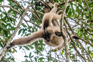 Northern muriqui photographed in Santa Maria de Jetiba, Espirito Santo. Southeast of Brazil. Atlantic Forest Biome. Picture made in 2016.