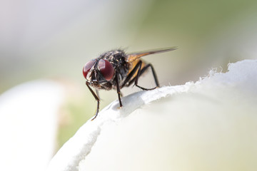Close up Macro fly on the flower