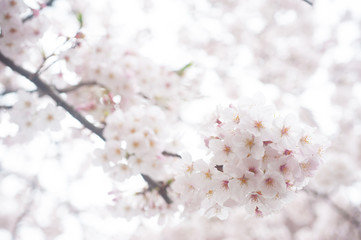 Cherry Blossoms, Sakura Blooming in Japan