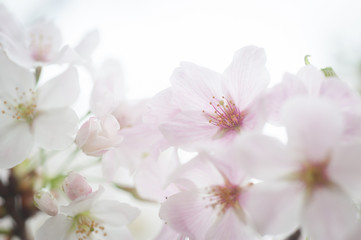 Naklejka na ściany i meble Cherry Blossoms, Sakura Blooming in Japan