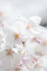 Naklejka na ściany i meble Cherry Blossoms, Sakura Blooming in Japan