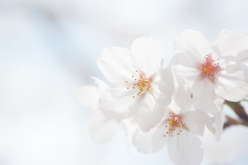 Cherry Blossoms, Sakura Blooming in Japan