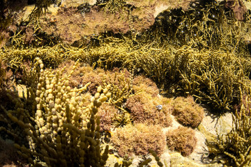 Underwater paradise, Australia