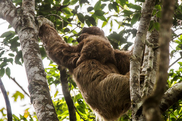 Maned sloth photographed in Santa Maria de Jetiba, Espirito Santo. Southeast of Brazil. Atlantic Forest Biome. Picture made in 2016.