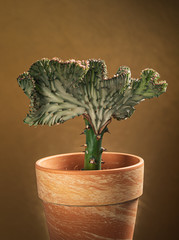 Euphorbia lactea in the pot. Grafted Coral Cactus.