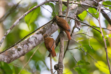 Streaked Xenops photographed in Santa Maria de Jetiba, Espirito Santo. Southeast of Brazil. Atlantic Forest Biome. Picture made in 2016.