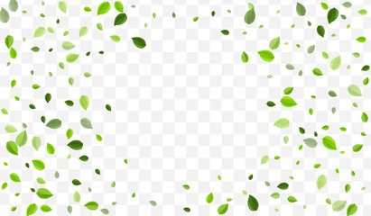 Olive Leaf Vector Design. Grassy Leaves Realistic 