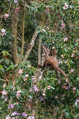 Northern muriqui photographed in Santa Maria de Jetiba, Espirito Santo. Southeast of Brazil. Atlantic Forest Biome. Picture made in 2016.