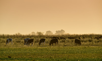 Steers grazing on the Pampas plain, Argentina