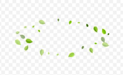 Swamp Foliage Vector Banner. Lime Greens Tree 