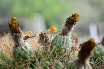 Naturaleza peligrosa