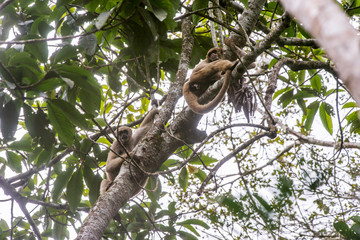 Northern muriqui photographed in Santa Maria de Jetiba, Espirito Santo. Southeast of Brazil. Atlantic Forest Biome. Picture made in 2016.