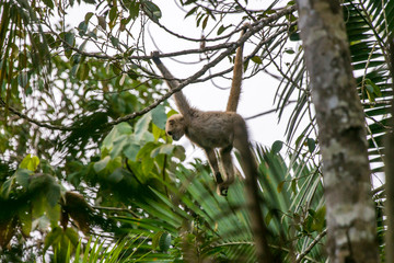 Northern muriqui photographed in Santa Maria de Jetiba, Espirito Santo. Southeast of Brazil. Atlantic Forest Biome. Picture made in 2016.