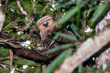 Obraz premium Hybrid marmoset photographed in Santa Maria de Jetiba, Espirito Santo. Southeast of Brazil. Atlantic Forest Biome. Picture made in 2016.