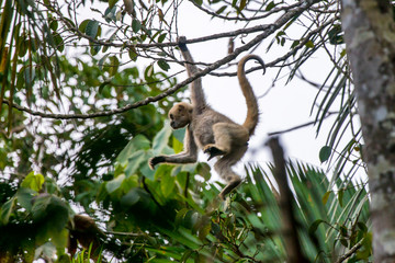 Northern muriqui photographed in Santa Maria de Jetiba, Espirito Santo. Southeast of Brazil. Atlantic Forest Biome. Picture made in 2016.