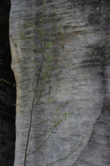 pozostałości napisów na skale  © Agata