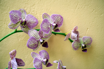 Bunch of orchid with purple stripes on yellowish wall