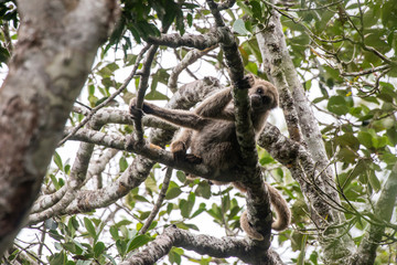 Fototapeta premium Northern muriqui photographed in Santa Maria de Jetiba, Espirito Santo. Southeast of Brazil. Atlantic Forest Biome. Picture made in 2016.