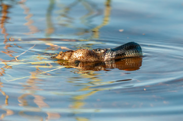 Grass snake (Natrix natrix) hunting a Common Toad,(Bufo bufo)
