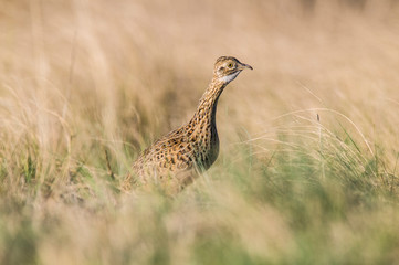 Tinamou in grassland environment, Pampas, Argentina